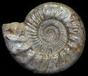 Wide Jurassic Ammonite Fossil - Madagascar #59603-1